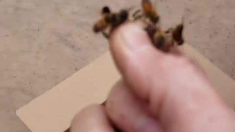 La reine d'abeille