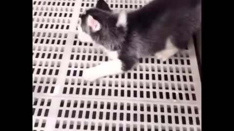 Funny And SOO Cute Husky Puppies Compilation 😊😍🐶 - Cutest Husky Puppy