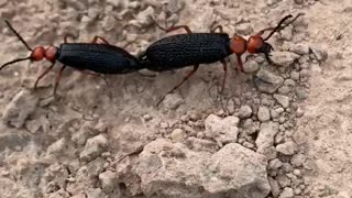 Close up of two desert blister beetles mating