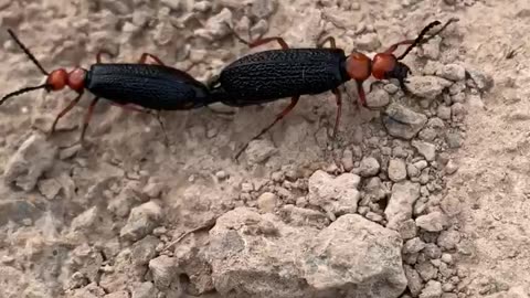 Close up of two desert blister beetles mating