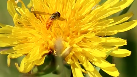 Hoverflies on a Dandelion