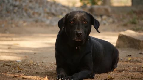 Close shot of a black dog sitting on ground, View of black dog