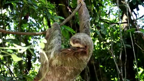 Sloth bear|| Sloth Life ||