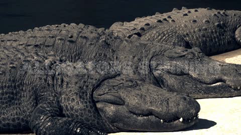 Alligators Sunning - Wildlife