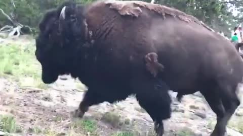 Buffalos are dangerous!!!!