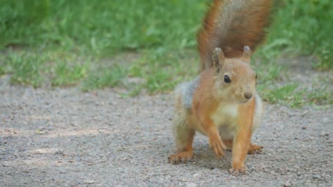 Close-up of a cute squirrel eating a nut in park