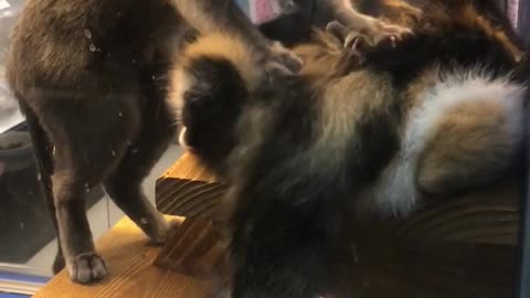 Cat Massages Cat