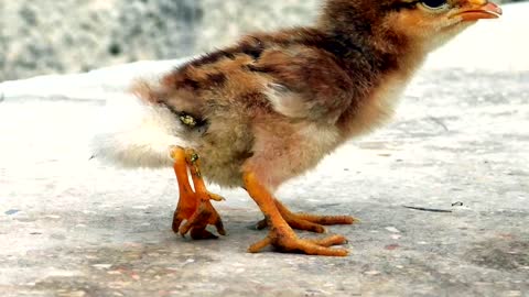 Video: Nace en Cuba un pollito con cuatro patas