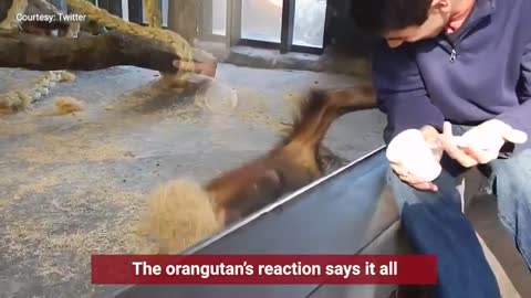 Magician has an orangutan in splits