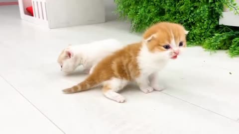 Cat teach his sister to run || Cat funny video
