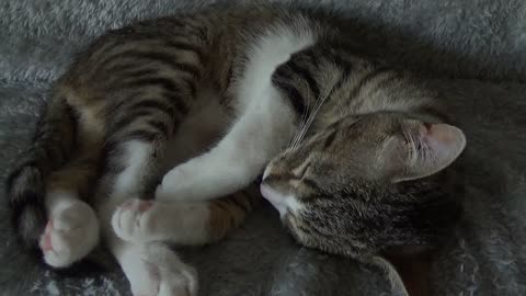 Kitten Sleeps Curled Up