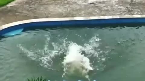 Funny dog swimming in pool water videos