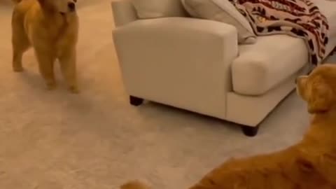 These two golden retrievers are hilarious