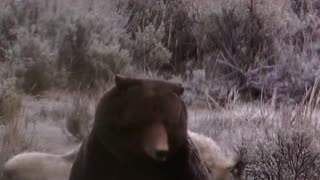 Wolves Surround Grizzly Bear in Yellowstone