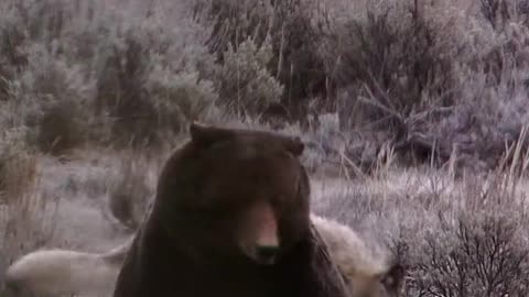Wolves Surround Grizzly Bear in Yellowstone