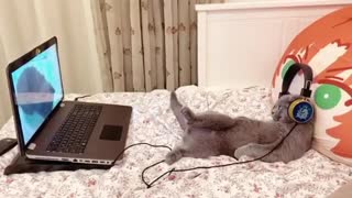 Cat Wears Headphones To Watch Cat Videos On Laptop