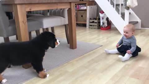 Baby vs puppy (first meeting)
