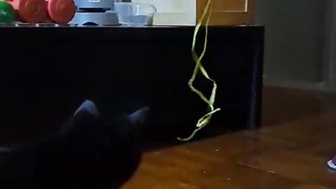 Naughty cat and the yellow ribbon.