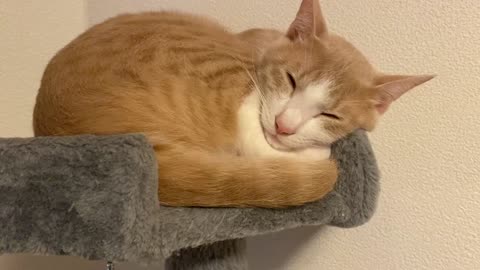 A cute cat sleeping in the cat tower.