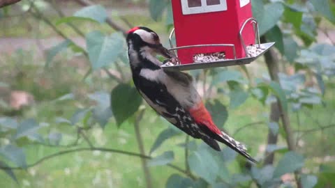 Colorful birds chirped