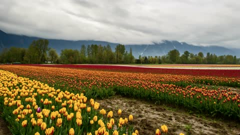 All the beauty of tulips