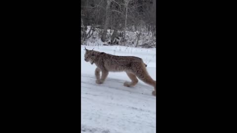 Extreme close-up footage of wild Alberta lynx casually walking by