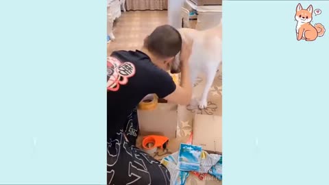 You will laugh at all the DOGS 🤣 Funny DOG Videos 2021