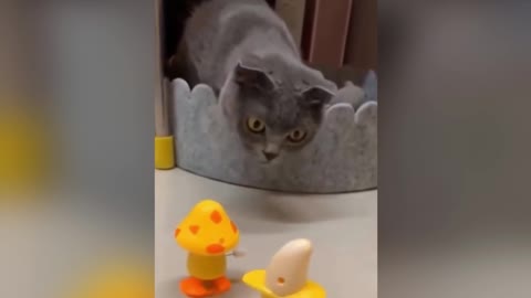 Funny Cat playing with toys