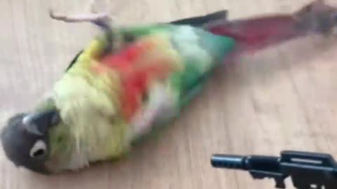 Parrot funny, gun funny shorts