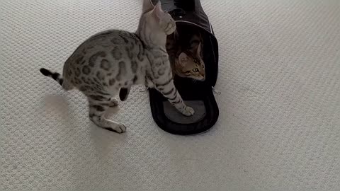 Bengal Kitten Siblings Reuniting