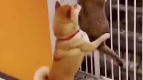 Adorable pets doing funny things #shorts