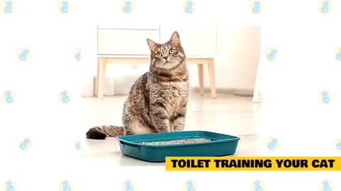 Cat Training Tips