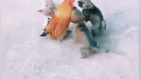 Cock vs dog fight very funny video