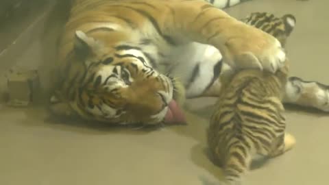 Adorable endangered Amur tiger cub plays with mom at Toronto Zoo