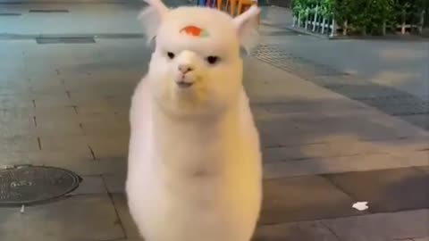 Funny lama walking in the city(Cute Video)