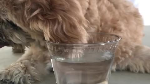 A funny dog eating Water