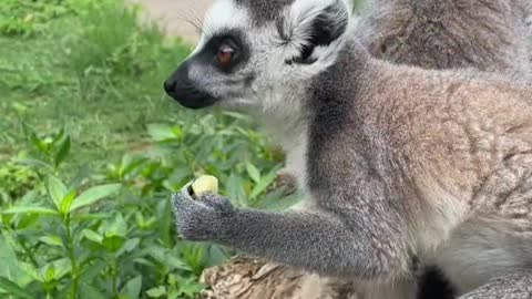 Ring-tailed lemur