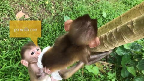 Baby Monkey BiBi eating watermelon. Animals Home