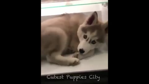 Cute puppies And Dog Funny