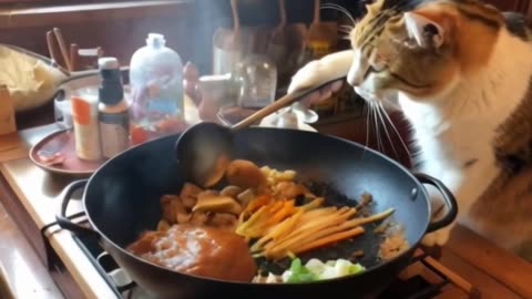 When your cat thinks it's a master chef