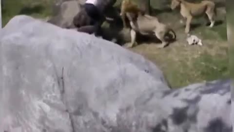 Man Entered The Lions Cage in Taipei Zoo and almost gets killed Horrible News Video of man vs Lion