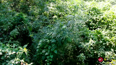 Drone Finds Marijuana, The Devils Lettuce Growing Everywhere on River Banks 4K Drones Footage