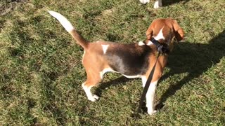 Happy sweet beagles