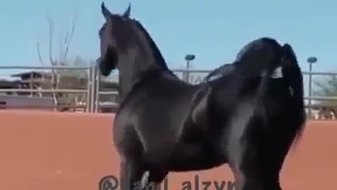 Horses by Arabs