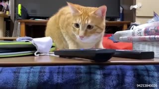 Cat Comedy video: The Funny Cat Video