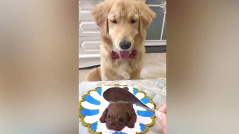 Funny Dog Reaction to Cutting Cake P1 | Super Dog vol. 3