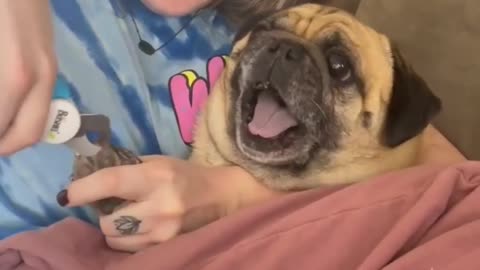 Cute Pug HATES getting his nails clipped