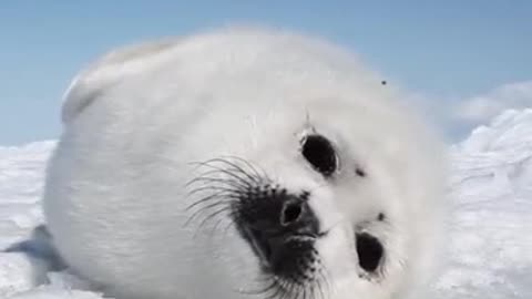 Lovely little sea lion