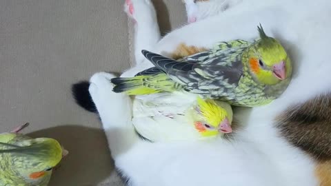 Sleeping Cat Protects its Bird Buddies