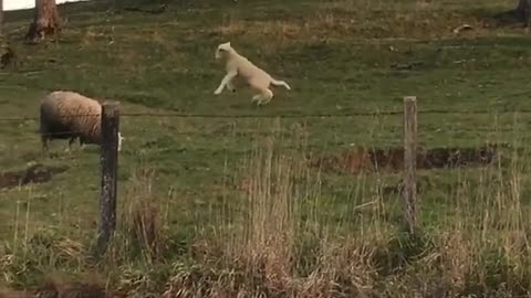 Sheep jumping around in lawn